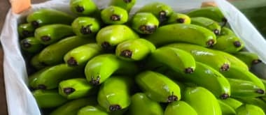 banana_prev