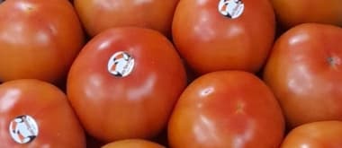 tomate